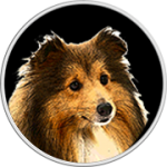 Missy-Shetland Sheepdog